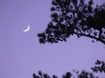 The Moon, Venus, And Jupiter Under The Bough Of An East Texas Pine. (Click Image For A Larger View)