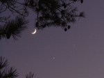 The Moon, Venus, And Jupiter And The Silhouette Of A Pine. (Click Image For A Larger View)