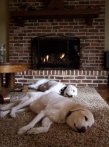 dog-by-fireplace