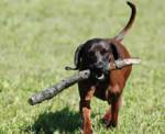 dog-fetching
