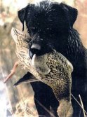 dog-with-duck