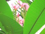 Luscious green leaves surround pink petals