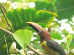 This green aracari barely stayed still long enough to snap a pict.