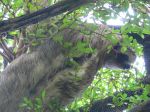 Though he was slower than molasses in January, this 3-toed sloth was a little elusive for a photo op.