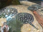 Could you guess that these are named Polka-dot stingrays?