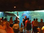 The crowd gathered to watch the gentle Antillean manatee, also known as a Sea Cow.