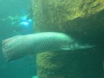 An anglers dream or nightmare? The Arapaima can grow to over 400 lbs.
