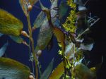 Another well camouflaged sea creature, the Weedy seadragon