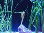 The seahorse exhibit is a favorite of mom's because it's the male that takes care of the young.