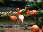 Colorful flamingoes preen, eat, and fuss with each other.