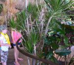 A virtual jungle as you enter