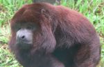 Howler monkey's are appropriately named! Cover your ears!