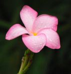 One of the many flowers you will see!