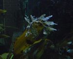 The extremely well camouflaged Leafy seadragon.