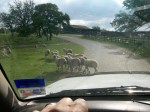 Get out of the road, sheep!