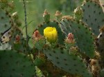 Prickly Pear (cactus) bloom