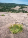 There are small groups of wildflowers on this granite heap.