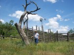 I got a cache at the bottom of this old dead tree. Note the corral and windmill in the background.