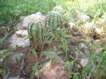 Some small barrel-type cactus